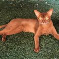 Chatons type abyssins a réserver: