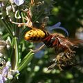 Violence naturelle un frelon emporte une abeille puis le calme revient...