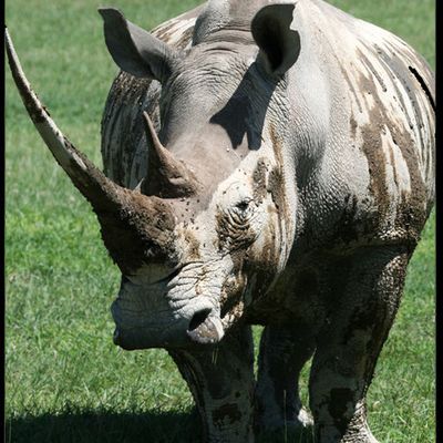 Rhino