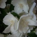 jolies fleurs blanches...