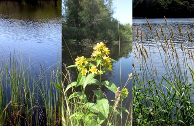 Triptyques du lac de Vassivière (Creuse) : entre Broussas et Masgrangeas le 2 août 2024 (1)
