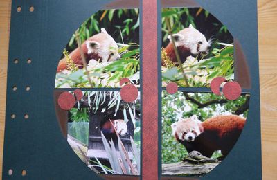 Toujours au parc de Branféré, le panda roux : // 