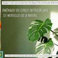 Plantes vertes d'intérieurs par Paysagiste Pays Basque et Paysagiste Landes.