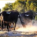 Toros Y Campo - Toros de Otoño - Boujan 2019