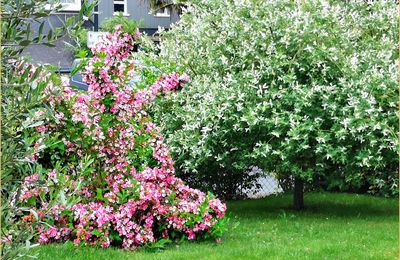 Fleurs du dimanche sous la pluie
