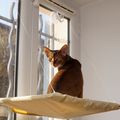 Hamac de fenêtres pour chats