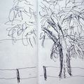 2 croquis d'arbres... 