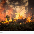 Incendie dans le monde