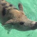les cochons hénaff en vacances dans la mer des caraïbes