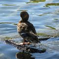 Oiseaux de par "chez moi" ...