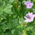 insecte en vadrouille