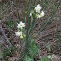 Narcisses et iris dans la garrrigue de Villeneuve-lès-Avignon.