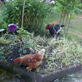 Jardinage et poulettes 