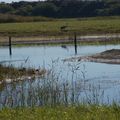 La Baie d'Authie