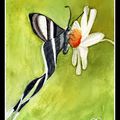 Papillon