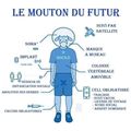 Le mouton d'après JO