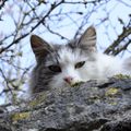 Chat du printemps