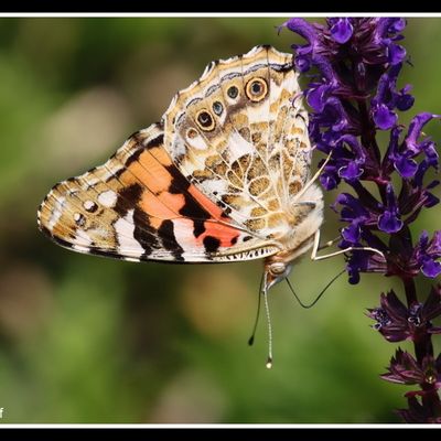 Une année avec des papillons