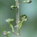 Listère à feuilles ovales * Eggleaf twayblade