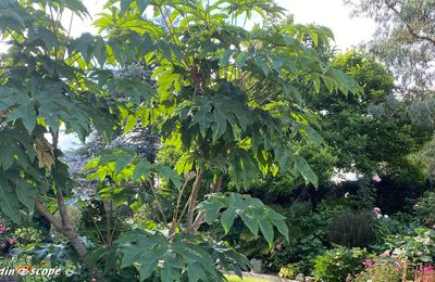 Exotisme garanti avec le Tetrapanax papyrifera