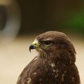 Rapace au PUY DU FOU 