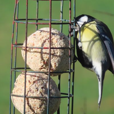 Oiseaux des champs ,et des jardins,
