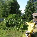 12 JUIN- lauriers broyés et figues séchées