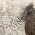 Eléphants 7 - Afrique de l'Est
