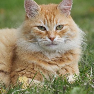 Garfield 🐈❤️‍🩹😢🥺