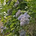 Lilas à feuilles panachées très attrayant jusqu'en automne...