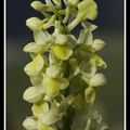 Orchis pâle - orchis pallens