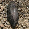 Capnodis tenebricosa (?) Buprestidae