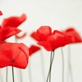 DIY - Coquelicots en papier de soie