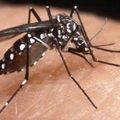 Moustique tigre: Aedes envahit la France !