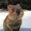 Australia in Australia we find an animal called
