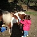 Le poney...