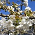 Confinée en attendant le temps des cerises