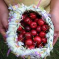 le temps des cerises