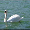 Cygne