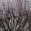 La floraison du Prunus sonne le renouveau après les mois d'hiver