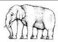 L' éléphant