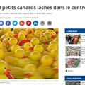 canard toi même