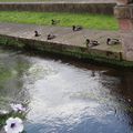 NIEDERBRONN LES BAINS (2) THEME : POPULATION DU FALKENSTEINERBACH