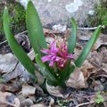 Premières fleurs du jardin