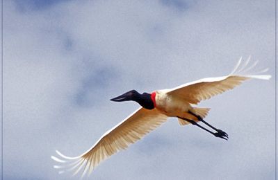 Jabiru