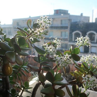 Les crassulas fleurissent depuis des semaines !
