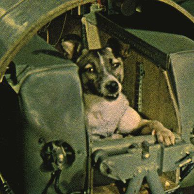 La vraie histoire de la première chienne dans l’espace ! 