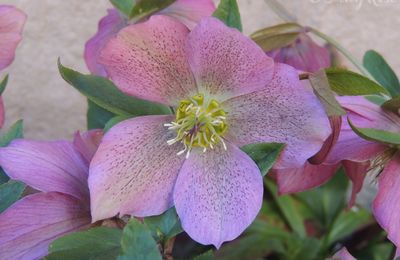 Les défis du samedi