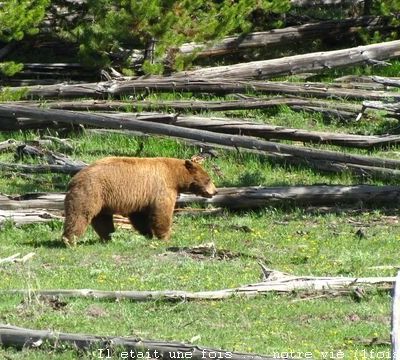 Trip in USA#8/9 (Wild life)