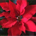 Poinsetia